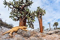 Santa Fe land iguana (Conolophus pallidus) with Giant prickly-pear cactus (Opuntia echios), Santa Fe Island, Galapagos, South America.