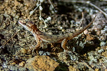 Santa Fe leaf-toed gecko (Phyllodactylus barringtonensis), Santa Fe Island, Galapagos, South America.