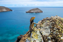 Male Santiago lava-lizard (Microlophus jacobi), climbing over rocks, Bainbridge Islets, Galapagos, South America.