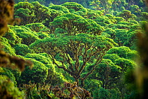 Scalesia pedunculata forest, Los Gemelos, Highlands, Santa Cruz Island, Galapagos, South America.