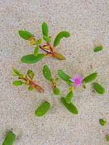 Sea purslane (Sesuvium portulacastrum) growing on sand, San Cristobal Island, Galapagos, South America.