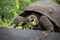 Sierra Negra giant tortoise (Chelonoidis guntheri), feeding on salt bush (Cryptocarpus pyriformis), Isabela Island, Galapagos, South America.