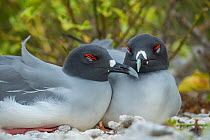 Swallow-tailed gull (Creagrus furcatus), pair, Genovesa Island, Galapagos, South America.