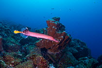 Trumpetfish (Aulostomus chinensis), Shark Bay, Galapagos, South America, Pacific Ocean.