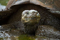 Western Santa Cruz giant tortoise (Chelonoidis porteri) in muddy water, Las Primicias Ranch, Highlands, Santa Cruz Island, Galapagos, South America.