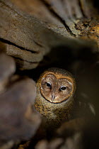 Barn owl (Tyto alba punctatissima) nesting inside hollow log, Santa Cruz Island, Galapagos, South America.
