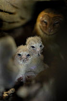 Barn owl (Tyto alba punctatissima) with chicks nesting inside a hollow log, Santa Cruz Island, Galapagos, South America.