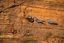 Brown noddy (Anous stolidus) calling, with Sally-lightfoot crab (Grapsus grapsus) on rock face, Isabela Island, Galapagos, South America.
