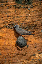 Brown noddy (Anous stolidus) perching on rock face, Isabela Island, Galapagos, South America.