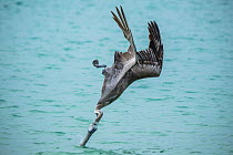 Brown pelican (Pelecanus occidentalis) diving, Santa Fe Island, Galapagos, South America.