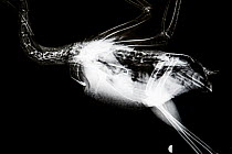 X-ray of Australian white ibis (Threskiornis molucca) with fishing hook and line in its stomach, near heart. The bird acidentally swallowed the hook and surgery was required to remove it. Currumbin Wi...