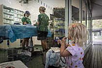 A child watches surgery on a bat through the glass at Currumbin Wildlife Hospital, Queensland, Australia.