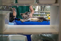 An anaesthetised male Koala (Phascolarctos cinereus) recovers from having his IV catheter replaced and his health checked after previous surgery for severe peritonitis (believed to be the result of a...