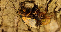 Periodical cicada (Magicicada septendecim) teneral adult moulting, being attacked and eventually consumed by ants, Maryland, USA, May.
