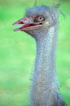 Leucistic Emu (Dromaius novaehollandiae) head close up, Australia. Captive.