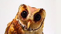 Common Bay Owl (Phodilus badius) looking around, Penang Bird Park, Seberang Perai, Pulau Pinang. Captive.