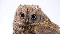 Eurasian scops owl (Otus scops) looking around, Alpenzoo, Innsbruck, Austria. Captive.