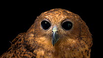 Pel's fishing owl (Scotopelia peli) looking up towards camera, Monticello Center, Italy. Captive.