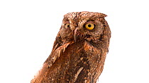 Iberian scops owl (Otus scops mallorca) looking at camera through one eye, Parque Biologico, Portugal. Captive.