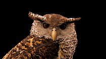 Spot-bellied eagle owl (Bubo nipalensis blighi) looking around, Tierpar,  Berlin. Captive.