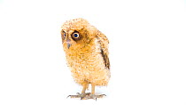 Mentanani scops owl (Otus mantananensis rombloni) juvenile looking towards camera, Semirara Island Aviary. Captive.
