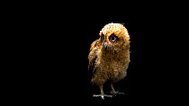 Mentanani scops owl (Otus mantananensis rombloni) juvenile looking around and towards camera, Semirara Island Aviary. Captive.
