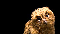 Mentanani scops owl (Otus mantananensis rombloni) juvenile moving its head, looking towards camera, Semirara Island Aviary. Captive.