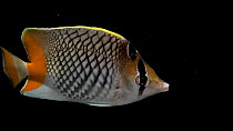 Pearlscale butterflyfish (Chaetodon xanthurus) swimming into view before leaving, The Fish Store, Nebraska, Lincoln, USA.