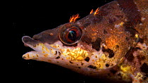 Painted greenling (Oxylebius rictus) close-up side profile, Aquarium of the Pacific in Long Beach, California, USA. Captive.