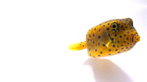 Yellow boxfish (Ostracon cubicus) swimming into frame before leaving, Ripley's Aquarium, Toono, Ontario, Canada. Captive.