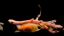 Studio shot of four juvenile small-spotted catsharks (Scyliorhinus canicula) resting on top of an egg case with embryo inside, the embryo moving causes the young to swim away, Vasco da Gama Aquarium....