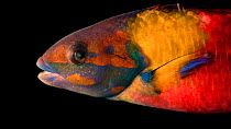 Cortez rainbow wrasse (Thalassoma lucasanum) male close-up side profile, Downtown Aquarium, Denver, Colorado, USA. Captive.