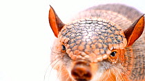 Screaming hairy armadillo (Chaetophractus vellerosus) sniffing while looking at camera before approaching it, Parque de Las Leyendas in Lima, Peru. Captive.