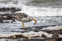 Juvenile Pacific gull (Larus pacificus) eating fish on the intertidal zone rocks, Sandringham, Victoria, Australia.