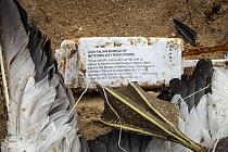 Australian Bureau of Meteorology (BOM) tag still connected to a weather balloon which entangled and killed two Australasian gannets (Morus serrator), Brighton Beach, Victoria, Australia.