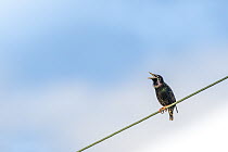 Common starling (Sturnus vulgaris) perching on a power line, singing, Skenes Creek, Victoria, Australia.