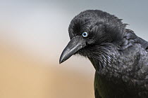 Australian raven (Corvus coronoides) portrait, Sandringham, Victoria, Australia.