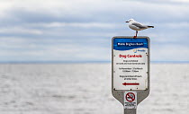 Red-billed gull (Larus novaehollandiae) perching on a 'Dog control' beach sign, Brighton, Victoria, Australia.