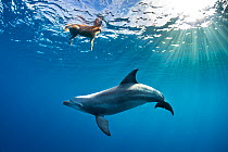 Wild Indian Ocean bottlenose dolphin (Tursiops adunctus) swimming with a golden retriever dog (Canis lupus familiaris). Gubal Island, Egypt, Red Sea, Indian Ocean.