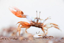 Mexican fiddler crab (Leptuca crenulata) small male displaying with larger individual behind, Morua Estuary, near Rocky Point (Puerto Peasco), Gulf of California, Mexico, June.