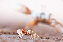 Mexican fiddler crab (Leptuca crenulata) small male displaying with larger individual behind, Morua Estuary, near Rocky Point (Puerto Peasco), Gulf of California, Mexico, June.