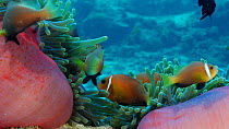 Blackfinned anemonefish (Amphiprion nigripes) family seeks shelter in safety of Anemone's stinging tentacles, South Ari Atoll, Maldives, Indian Ocean.