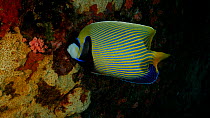 Emperor angelfish (Pomacanthus imperator) feeding, South Ari Atoll, Maldives, Indian Ocean,