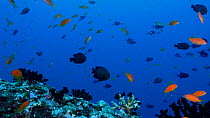 Female Scalefin anthias (Pseudanthias squamipinnis) and trigger fish feeding in vibrant coral reef scene, Maldives, Indian Ocean