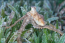 Atlantic Longarm Octopus (Macrotritopus defilippi) on seagrass, Saint Lucia, Caribbean Sea.