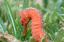 Longsnout seahorse (Hippocampus reidi) with reddish, orange colouring amongst seagrass, Saint Lucia, Caribbean Sea.