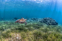 Green turtle (Chelonia mydas) swimming over seagrass with rocky reef in background, Cebu, Philippines, Pacific Ocean.