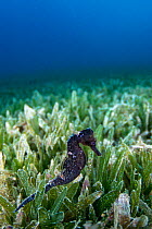 Longsnout seahorse (Hippocampus reidi) with dark brown and prurple colouring swimming amongst seagrass, Saint Lucia, Caribbean Sea.