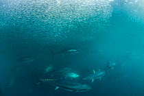 Atlantic bluefin tuna (Thunnus thynnus) feeding on sand eel baitball, Cornwall, UK. August.