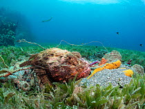 Spotted scorpionfish (Scorpaena plumieri) resting on seabed surrounded by seagrass, Saint Lucia, Caribbean Sea.